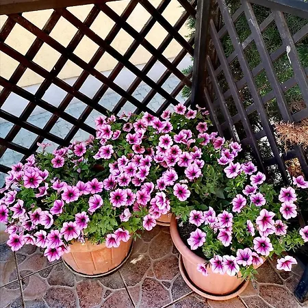 Marcipán Apartman *